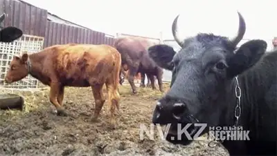 Zakon.kz, фото - Новости Zakon.kz от 13.10.2014 19:40