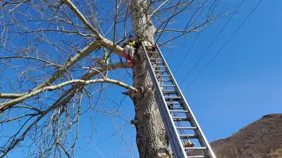 11-летняя девочка в Риддере залезла на дерево в высоту 8 метров