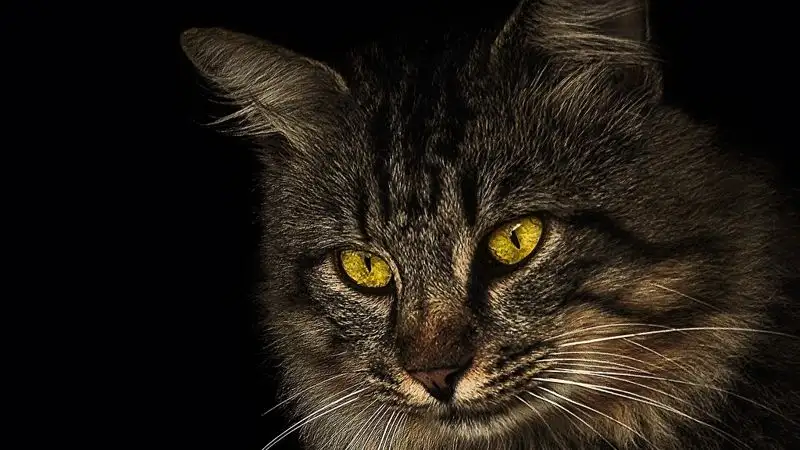 Где в Астане можно бесплатно чипировать домашнее животное