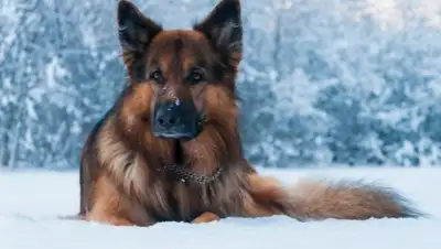 Look.com.ua, фото - Новости Zakon.kz от 15.03.2018 21:09