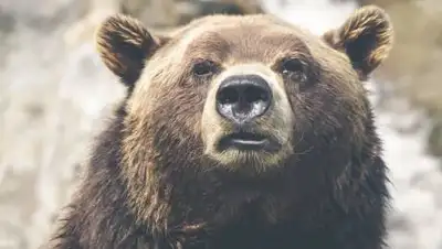 pixabay, фото - Новости Zakon.kz от 07.09.2021 17:10