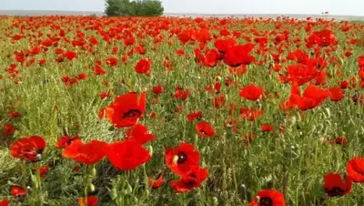 Zakon.kz, фото - Новости Zakon.kz от 12.05.2016 16:15