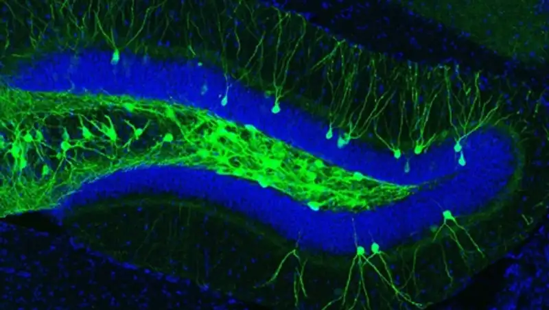 Ученые раскрыли тайну болезни Альцгеймера и вернули утраченные воспоминания