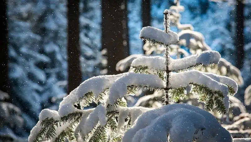 Рождественские ели в США могут подорожать из-за изменения климата