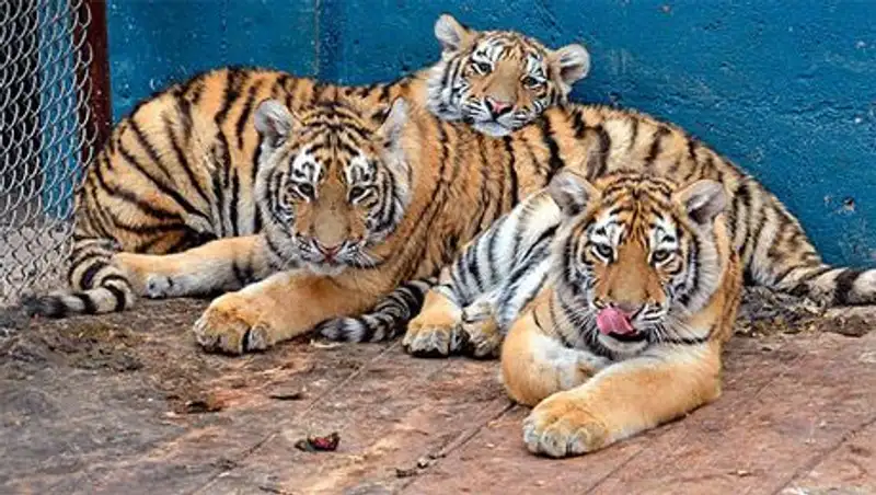 Путин выпустил на волю тигрят Кузю и Борю