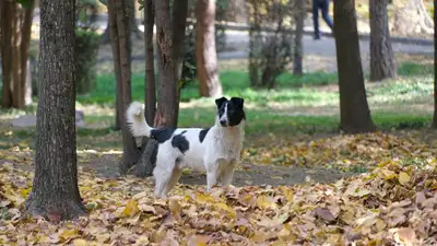 Токаев о бродячих собаках: Мы можем потерять контроль над ситуацией, фото - Новости Zakon.kz от 19.04.2023 11:51