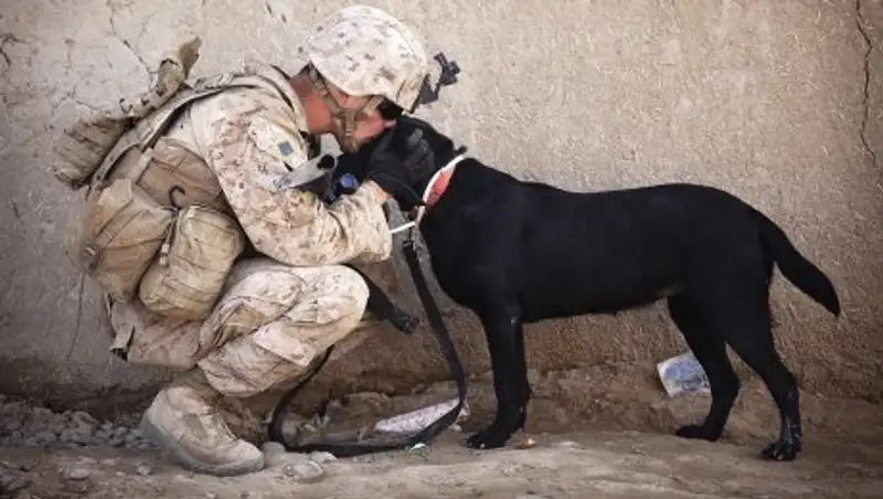 В НАТО рассказали легкий способ манипуляции солдатами