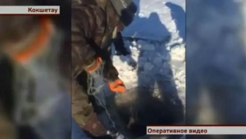 Карпов и сазанов из сточных вод продавали кокшетауские браконьеры