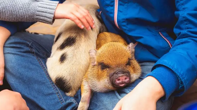 В Казахстане количество контактных зоопарков сокращается