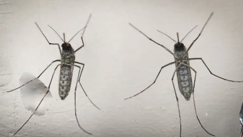 Ученые нашли связь между вирусом Зика и заболеваниями мозга у взрослых