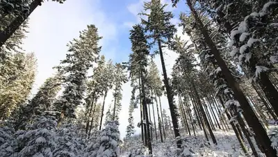 wikipedia.org, фото - Новости Zakon.kz от 05.02.2020 15:18