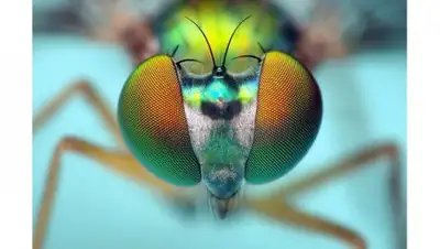 © Flickr / Opo Terser, фото - Новости Zakon.kz от 05.08.2018 19:45