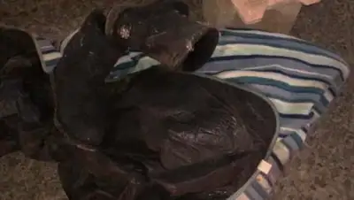 Отырар, фото - Новости Zakon.kz от 20.12.2018 07:29