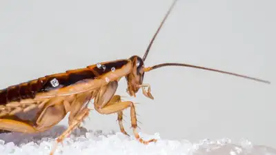 Как безопасно избавиться от тараканов и клопов, фото - Новости Zakon.kz от 18.01.2023 13:24