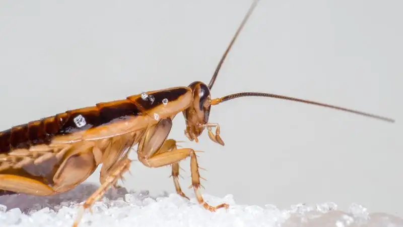 Как безопасно избавиться от тараканов и клопов