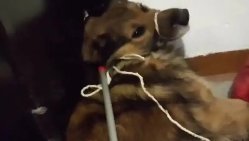 Стала известна судьба Хатико из Павлодара