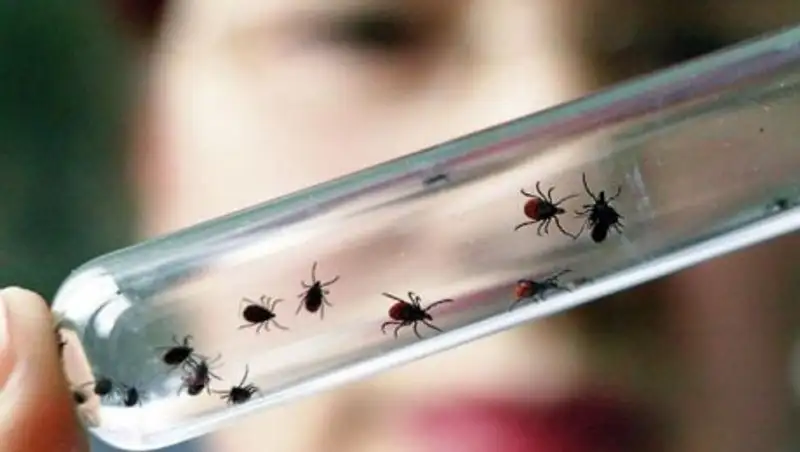 В Алматы начаты противоклещевые обработки