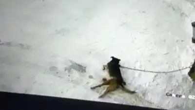 Соцсети, фото - Новости Zakon.kz от 02.12.2018 11:35