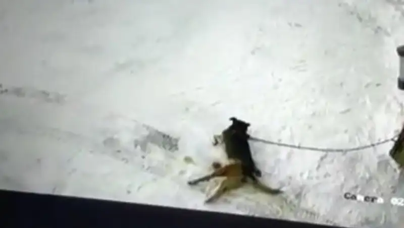 Водитель переехал собаку в Алматы