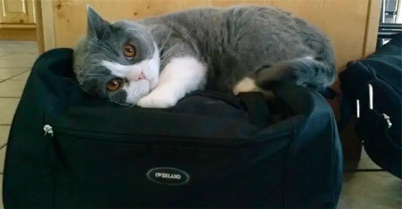 15 животных, которые отказываются верить, что их не берут с собой