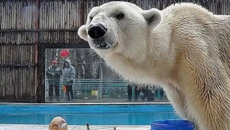 Умер единственный полярный медведь в Казахстане