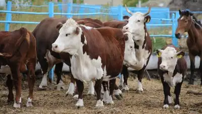 Primeminister.kz, фото - Новости Zakon.kz от 28.08.2021 01:17