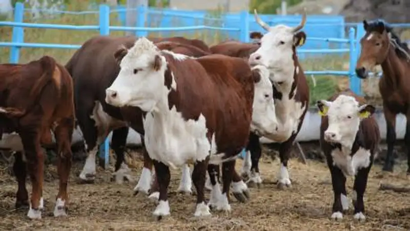 Под наблюдением с подозрением на сибирскую язву оказались 57 человек в СКО