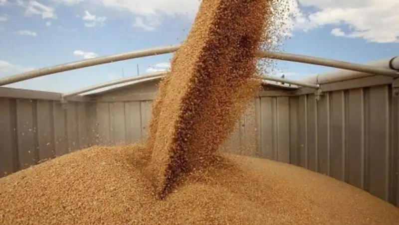 Экспорт казахстанской пшеницы увеличился на 35%
