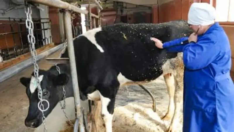 В ЗКО уменьшилось количество очагов особо опасных болезней животных