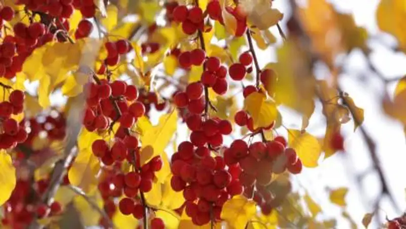 Прогноз погоды в Казахстане на 9 октября