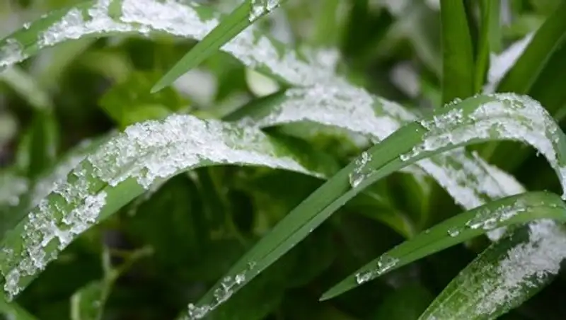 31 мая в ряде регионов пройдет град