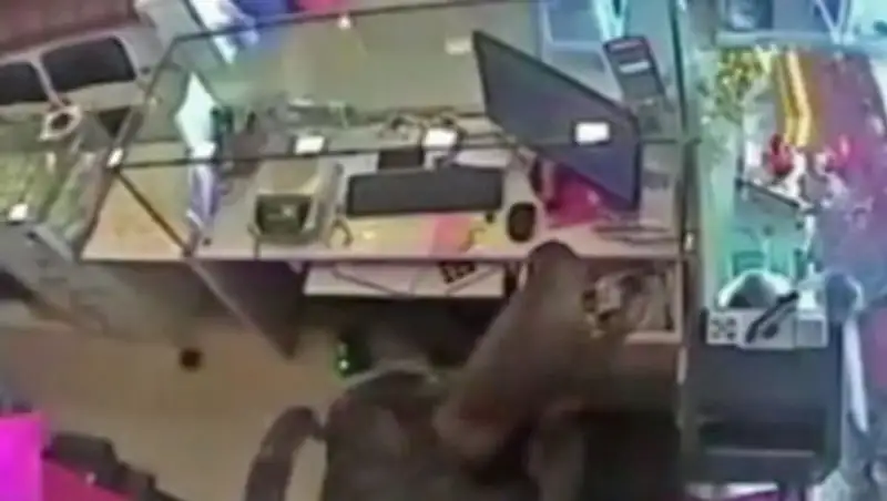 В Индии обезьяна ограбила ювелирный магазин