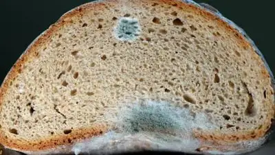 pixabay.com, фото - Новости Zakon.kz от 10.06.2021 00:51