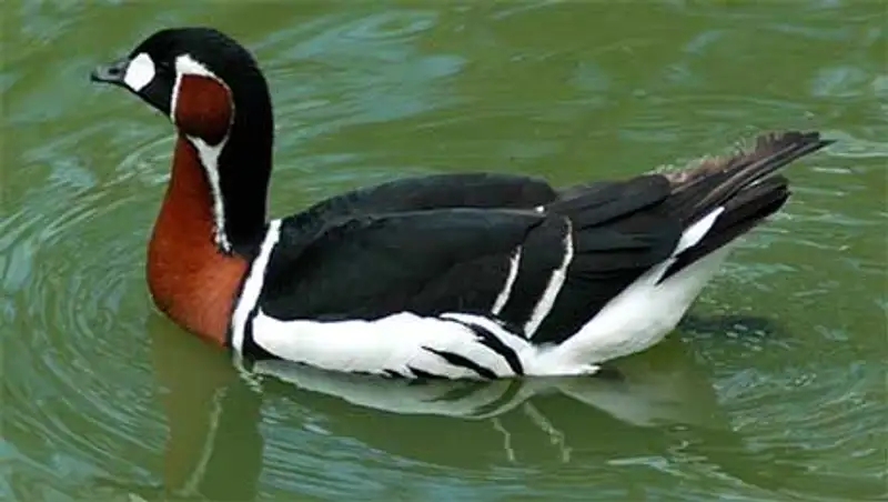 Жители столицы задержаны в Северном Казахстане за незаконную охоту