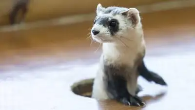 Web-Zoopark.Ru, фото - Новости Zakon.kz от 19.02.2021 21:19