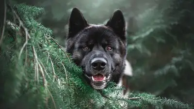 В книгу рекордов Гиннеса занесли самую долгоживущую собаку, фото - Новости Zakon.kz от 04.02.2023 11:05
