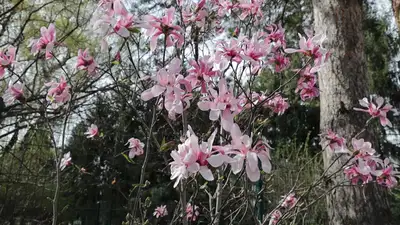 цветение магнолии в Ботаническом саду Алматы, фото - Новости Zakon.kz от 31.03.2023 16:07