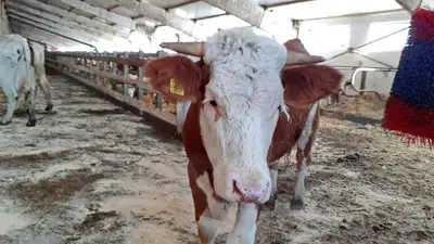 Подделка документов, незаконный забой скота: 24 должностных лица привлекли к ответственности в СКО, фото - Новости Zakon.kz от 06.10.2023 09:34