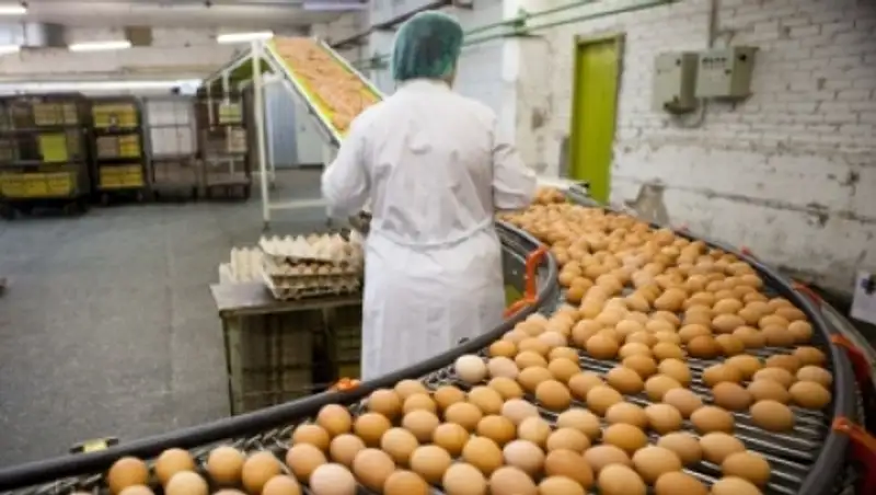 Модернизация птицефабрики в Рудном позволила увеличить производство яиц в 3 раза
