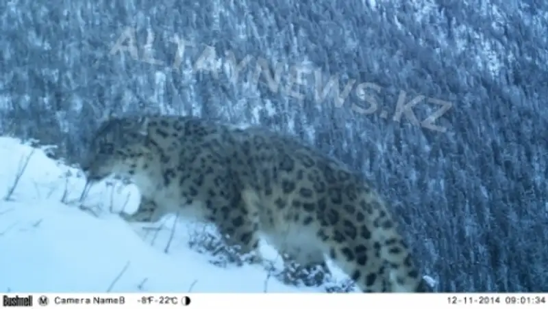Впервые фотоловушки сняли снежного барса в нацпарке в Восточном Казахстане