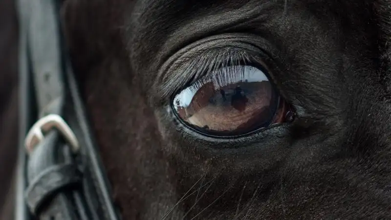 Мужчину, умышленно переехавшего лошадь на внедорожнике, арестовали