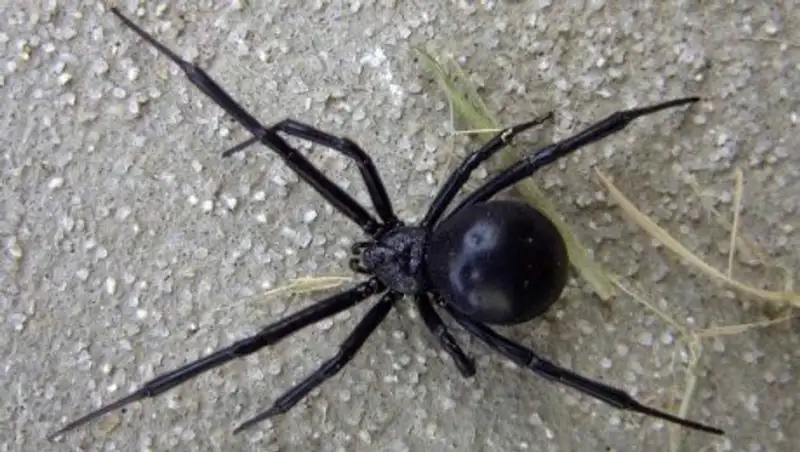 Ядовитые пауки атакуют Южно-Казахстанскую область