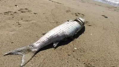 Zakon.kz, фото - Новости Zakon.kz от 23.08.2014 22:03