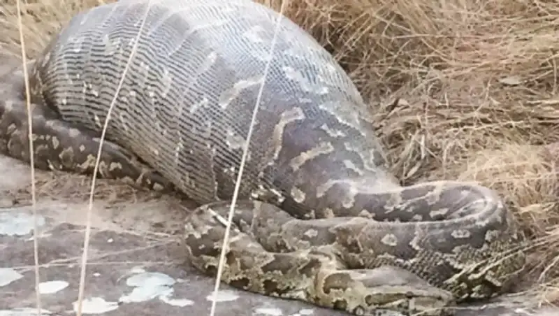 Африканский питон умер, проглотив дикобраза