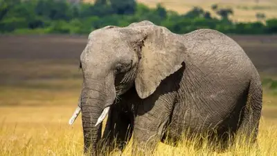 © РИА Новости / Файед Эль-Гезири, фото - Новости Zakon.kz от 16.11.2018 00:00