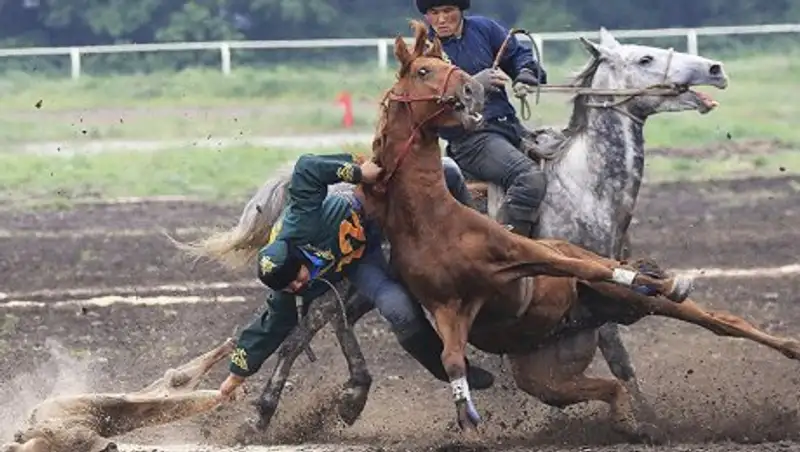 ДВД: Всадников, игравших в кокпар на дороге, привлекут к ответственности