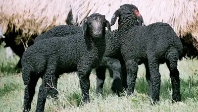 Zakon.kz, фото - Новости Zakon.kz от 06.09.2016 22:47