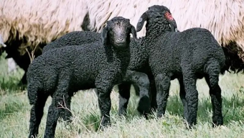 Созақтан 1200 бас қаракөл қойы Біріккен Араб Әмірліктеріне экспортталды