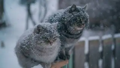 pixabay.com, фото - Новости Zakon.kz от 25.12.2020 11:40