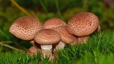 pixabay.com, фото - Новости Zakon.kz от 25.09.2021 10:40